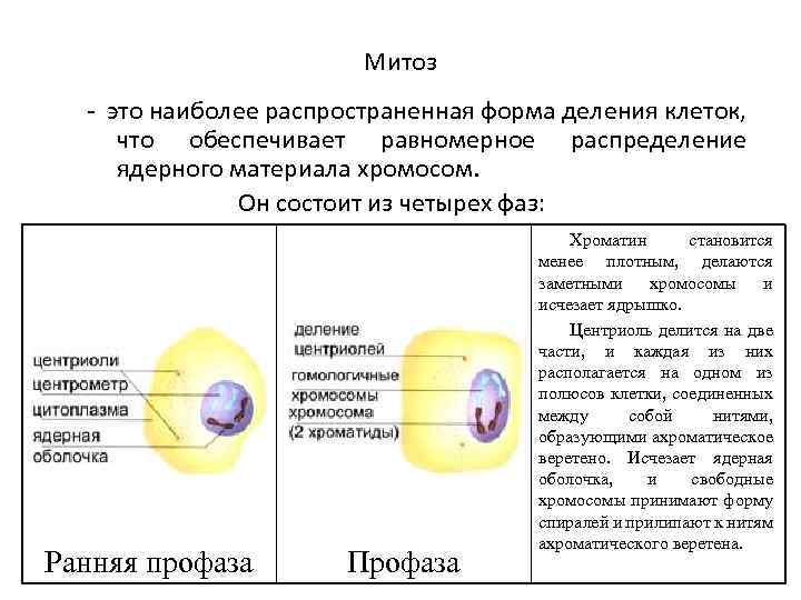 Митоз - это наиболее распространенная форма деления клеток, что обеспечивает равномерное распределение ядерного материала