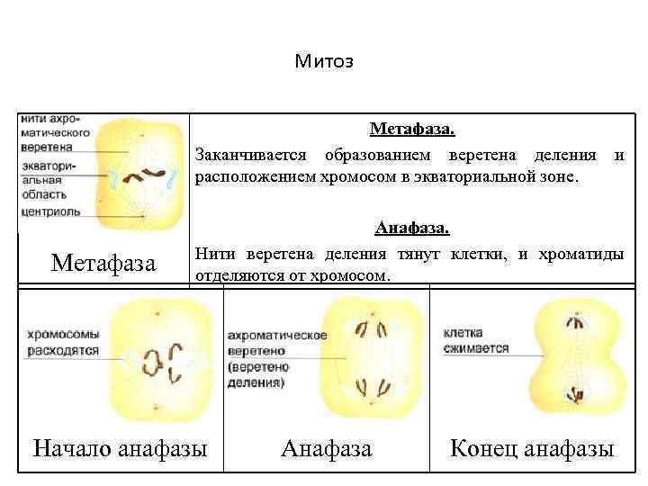 Митоз Метафаза. Заканчивается образованием веретена деления и расположением хромосом в экваториальной зоне. Метафаза Анафаза.