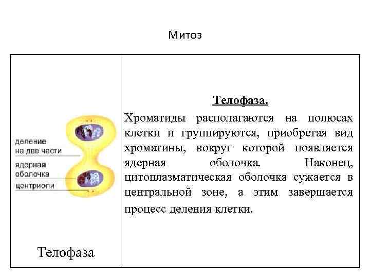 Митоз Телофаза. Хроматиды располагаются на полюсах клетки и группируются, приобретая вид хроматины, вокруг которой