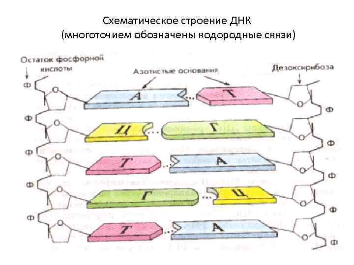 Схематическое строение ДНК (многоточием обозначены водородные связи) 