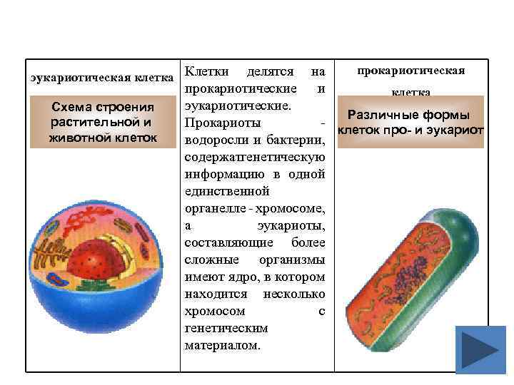 прокариотическая делятся на прокариотические и клетка эукариотические. Различные формы Прокариоты клеток про- и эукариот