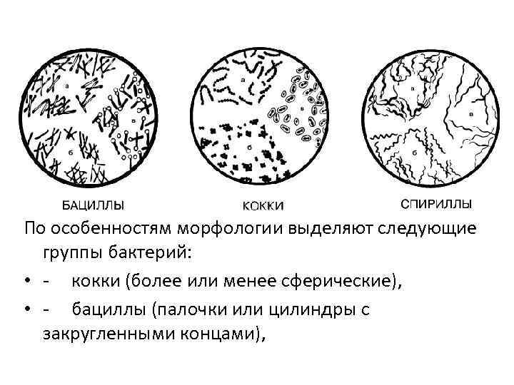 По особенностям морфологии выделяют следующие группы бактерий: • - кокки (более или менее сферические),