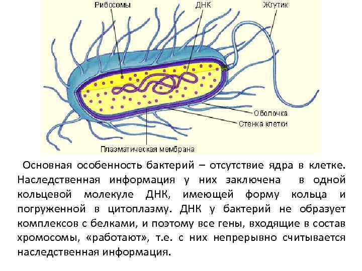 Цитоплазма клеток бактерий