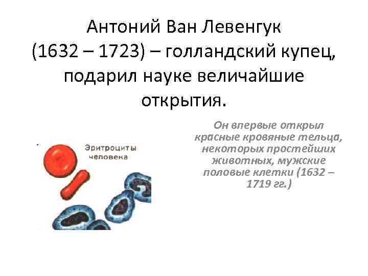 Антоний Ван Левенгук (1632 – 1723) – голландский купец, подарил науке величайшие открытия. Он