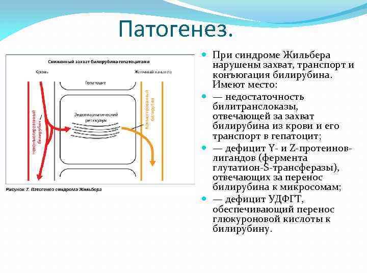 Патогенез. При синдроме Жильбера нарушены захват, транспорт и конъюгация билирубина. Имеют место: — недостаточность