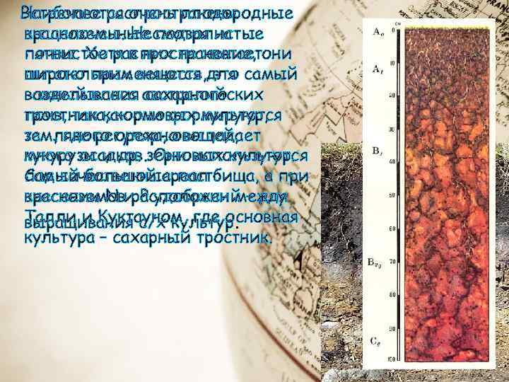  Наиболее распространены Встречаются очень плодородные красноземы. Несмотря на выщелоченные подзолистые пятнистое распространение, почвы.