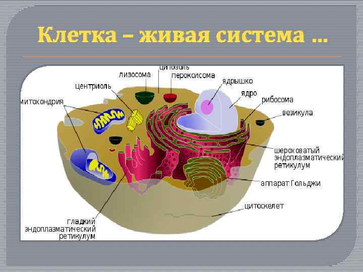 Клетка – живая система … 