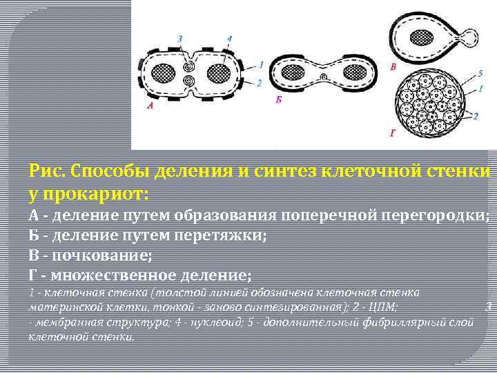 Рис. Способы деления и синтез клеточной стенки у прокариот: А - деление путем образования