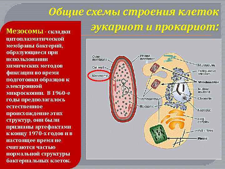 Общие схемы строения клеток эукариот и прокариот: Мезосомы - складки цитоплазматической мембраны бактерий, образующиеся