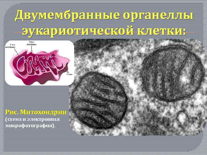 Двумембранные органоиды клетки. Микрофотографии органелл эукариотических клеток. Органеллы эукариотических клеток при микрофотографии. Органеллы эукариотических клеток при микрофотографии деление. Какая органелла клетки представлена на электронной микрофотографии.