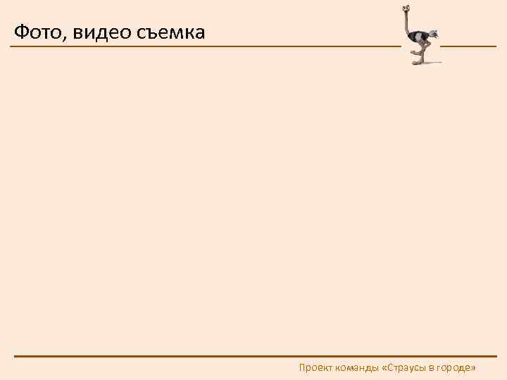 Фото, видео съемка Проект команды «Страусы в городе» 