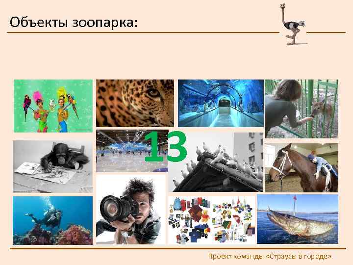 Объекты зоопарка: 13 Проект команды «Страусы в городе» 