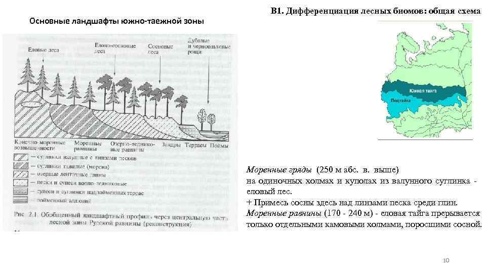 Основные ландшафты южно-таежной зоны В 1. Дифференциация лесных биомов: общая схема Моренные гряды (250