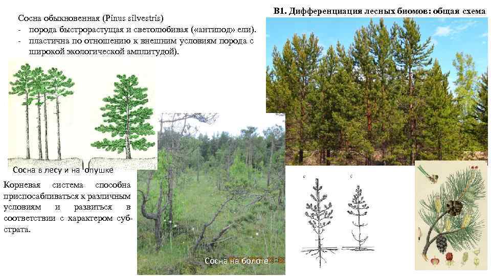 Сосна обыкновенная (Pinus silvestris) - порода быстрорастущая и светолюбивая ( «антипод» ели). - пластична