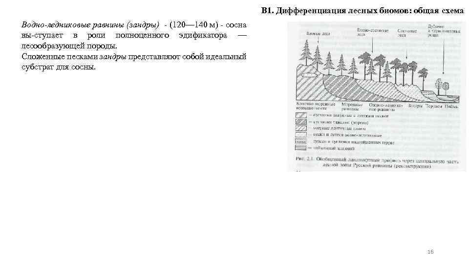 В 1. Дифференциация лесных биомов: общая схема Водно-ледниковые равнины (зандры) - (120— 140 м)