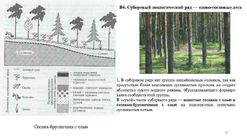 В 4. Суборевый экологический ряд — елово-сосновые леса 1. В суборевом ряду нет группы