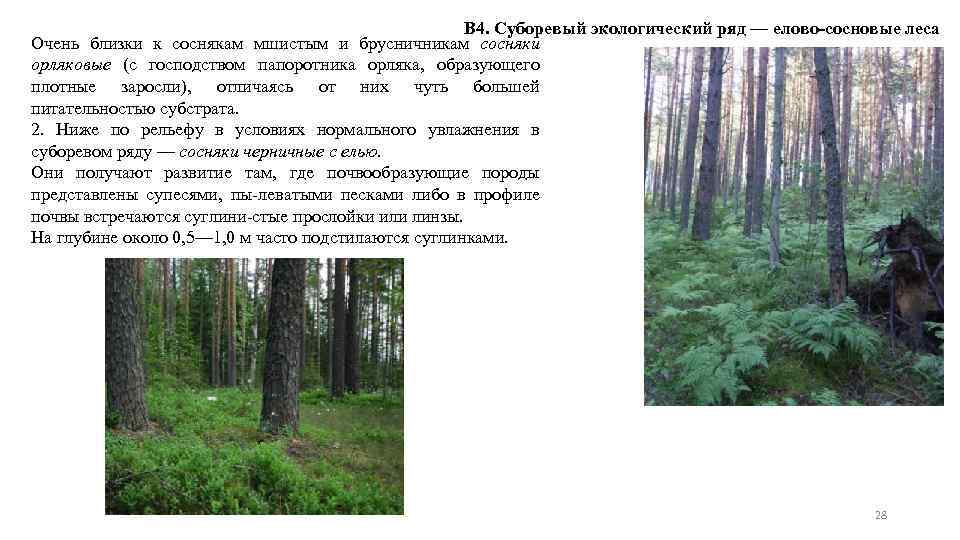 В 4. Суборевый экологический ряд — елово-сосновые леса Очень близки к соснякам мшистым и