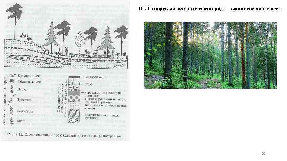 В 4. Суборевый экологический ряд — елово-сосновые леса 29 