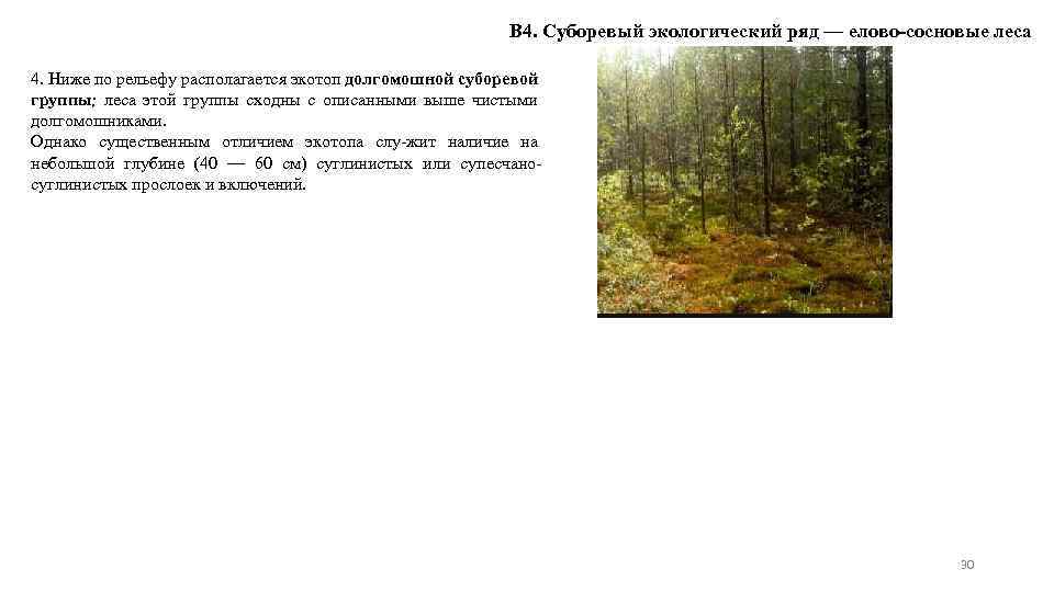 В 4. Суборевый экологический ряд — елово-сосновые леса 4. Ниже по рельефу располагается экотоп
