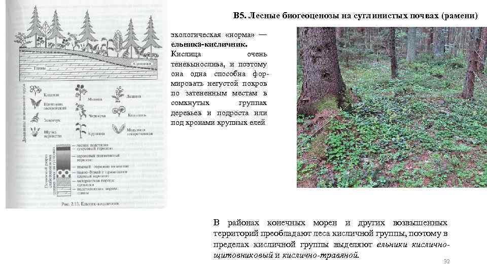 В 5. Лесные биогеоценозы на суглинистых почвах (рамени) экологическая «норма» — ельника-кисличник. Кислица очень