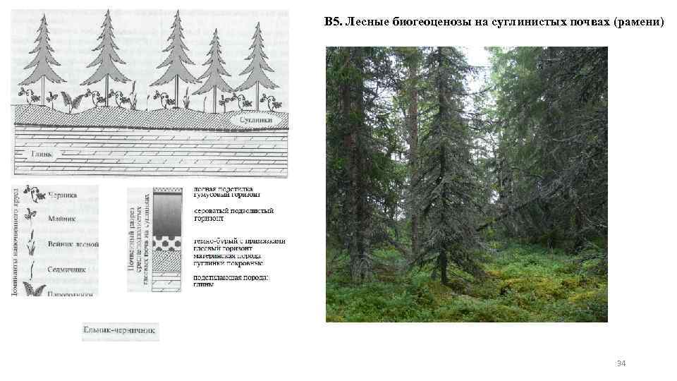 В 5. Лесные биогеоценозы на суглинистых почвах (рамени) 34 