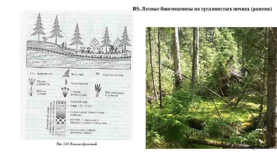 В 5. Лесные биогеоценозы на суглинистых почвах (рамени) 35 
