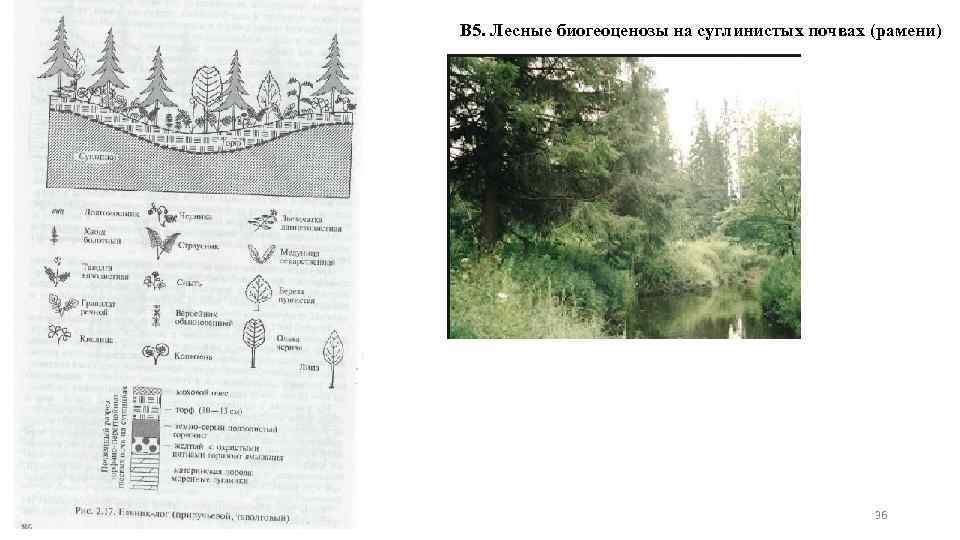 В 5. Лесные биогеоценозы на суглинистых почвах (рамени) 36 