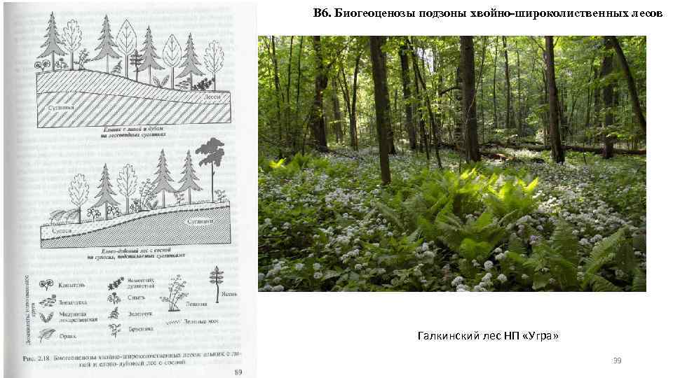 В 6. Биогеоценозы подзоны хвойно-широколиственных лесов Галкинский лес НП «Угра» 39 