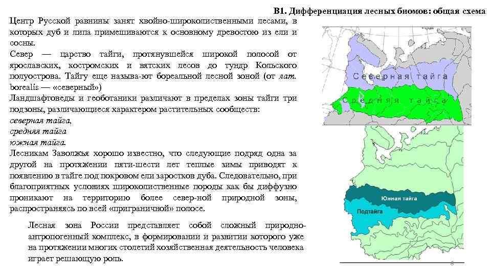 В 1. Дифференциация лесных биомов: общая схема Центр Русской равнины занят хвойно-широколиственными лесами, в