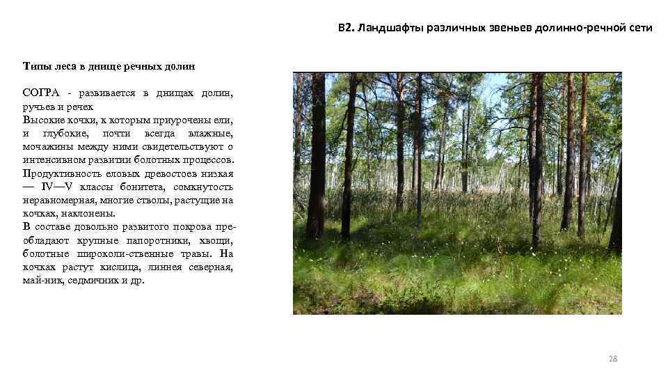 В 2. Ландшафты различных звеньев долинно-речной сети Типы леса в днище речных долин СОГРА