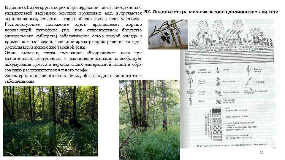 В долинах более крупных рек в притеррасной части пойм, обильно увлажняемой выходами жестких грунтовых