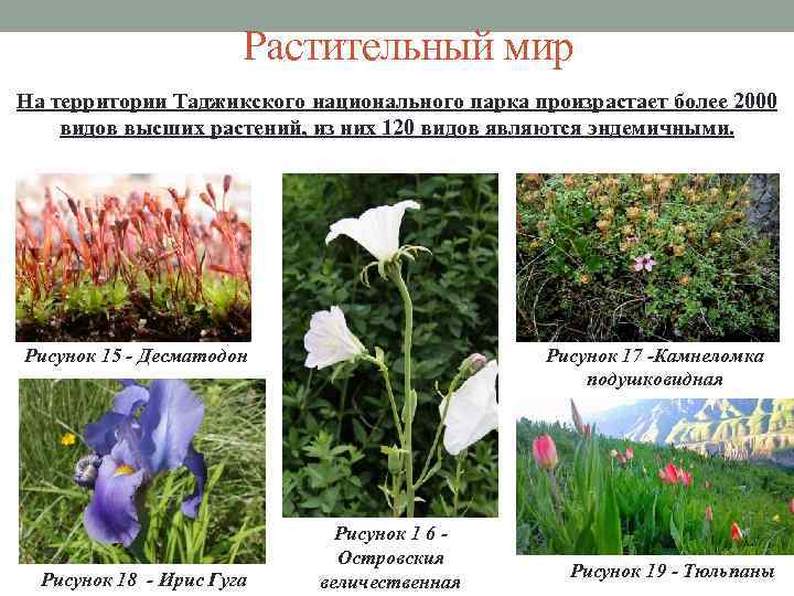 Растительный мир На территории Таджикского национального парка произрастает более 2000 видов высших растений, из