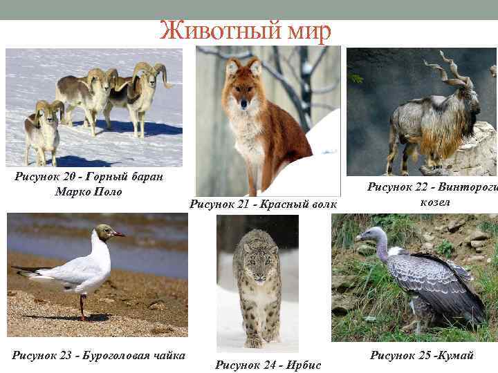 Животный мир Рисунок 20 - Горный баран Марко Поло Рисунок 23 - Буроголовая чайка