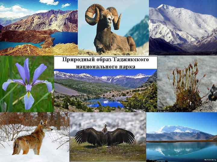Природный образ Таджикского национального парка 