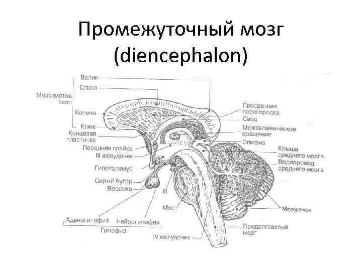 Промежуточные мозги. Промежуточный мозг анатомия строение. Срез промежуточного мозга схема. Промежуточный мозг строение животные. Анатомическое строение промежуточного мозга.