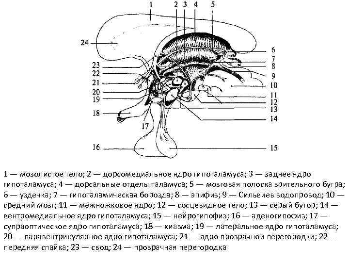 1 — мозолистое тело; 2 — дорсомедиальное ядро гипоталамуса; 3 — заднее ядро гипоталамуса;