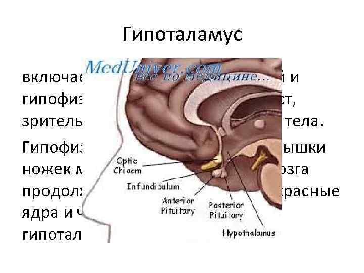 Гипоталамус включает серый бугор с воронкой и гипофизом, зрительный перекрест, зрительный тракт и сосцевидные