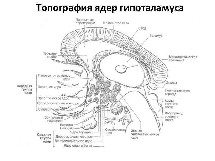 Топография ядер гипоталамуса 