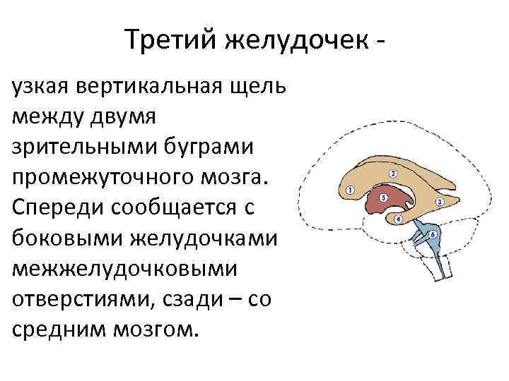 Третий желудочек - узкая вертикальная щель между двумя зрительными буграми промежуточного мозга. Спереди сообщается