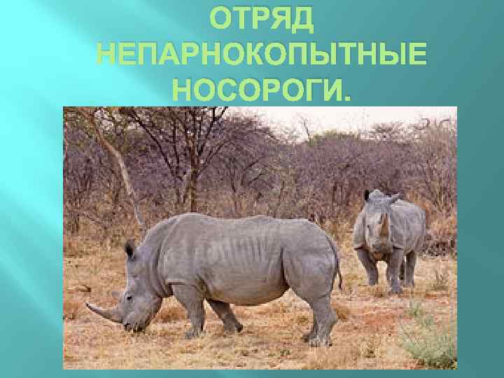 ОТРЯД НЕПАРНОКОПЫТНЫЕ НОСОРОГИ. 