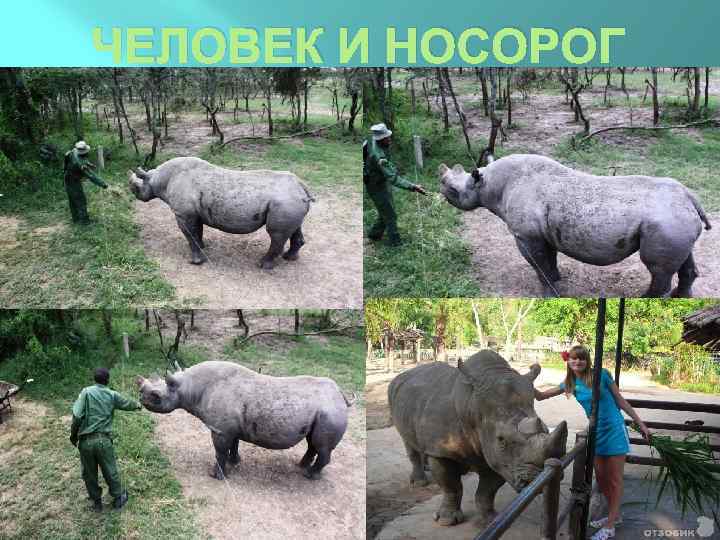 ЧЕЛОВЕК И НОСОРОГ 