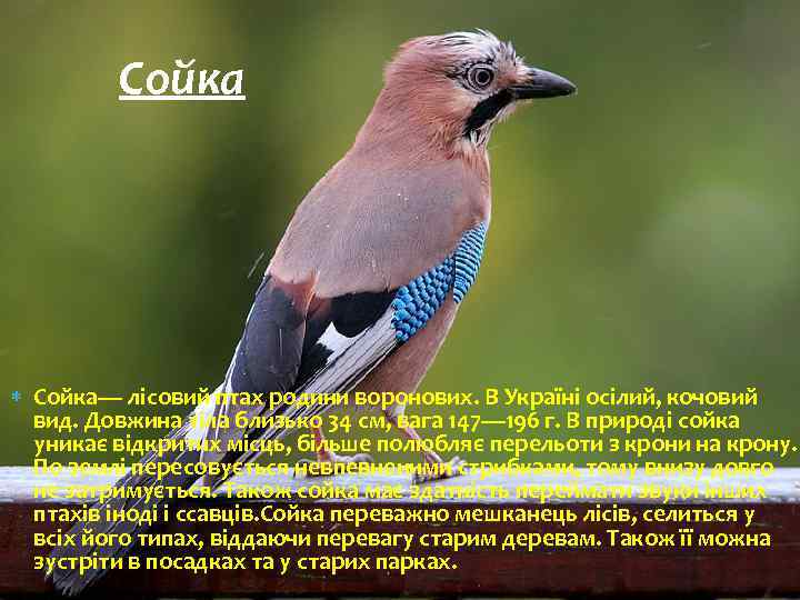 Сойка Сойка— лісовий птах родини воронових. В Україні осілий, кочовий вид. Довжина тіла близько