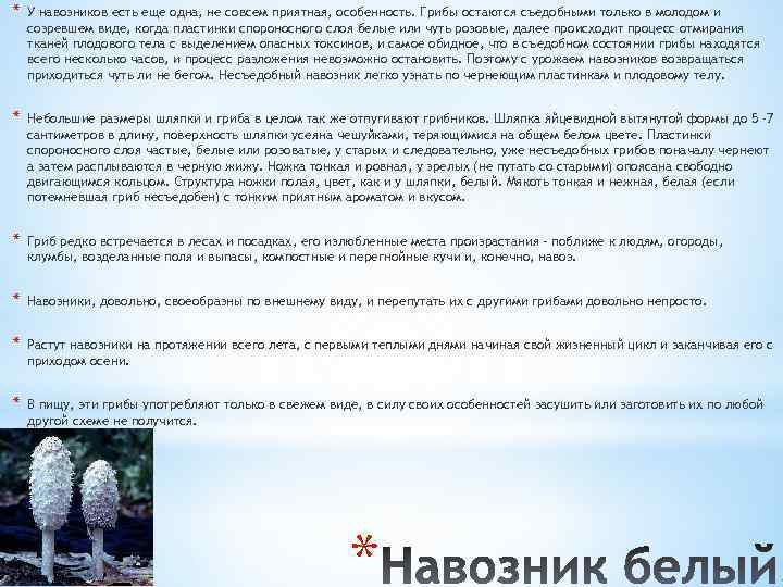 * У навозников есть еще одна, не совсем приятная, особенность. Грибы остаются съедобными только