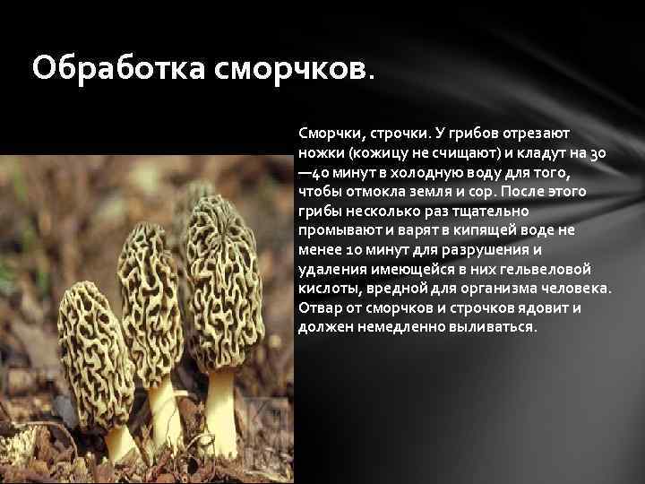 Обработка сморчков. Сморчки, строчки. У грибов отрезают ножки (кожицу не счищают) и кладут на