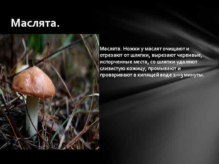 Маслята. Ножки у маслят очищают и отрезают от шляпки, вырезают червивые, испорченные места, со