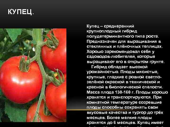 КУПЕЦ. Купец – среднеранний крупноплодный гибрид полудетерминантного типа роста. Предназначен для выращивания в стеклянных