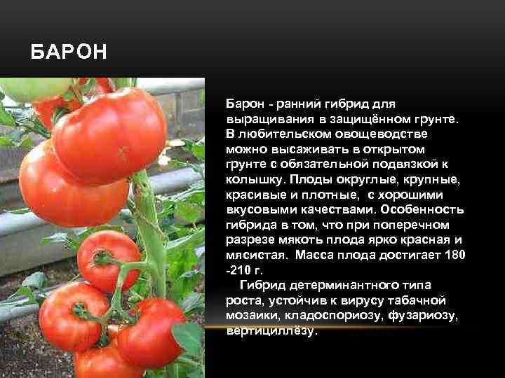 БАРОН Барон - ранний гибрид для выращивания в защищённом грунте. В любительском овощеводстве можно
