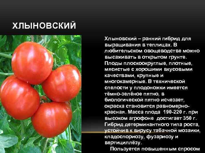 ХЛЫНОВСКИЙ Хлыновский – ранний гибрид для выращивания в теплицах. В любительском овощеводстве можно высаживать