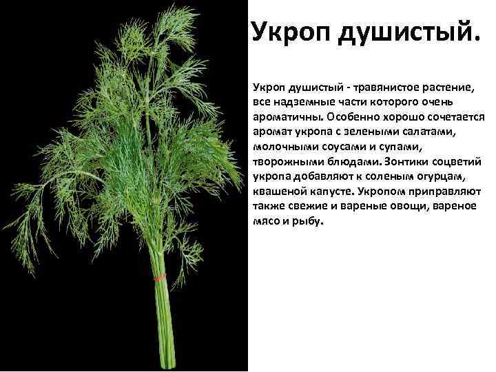Укроп душистый - травянистое растение, все надземные части которого очень ароматичны. Особенно хорошо сочетается