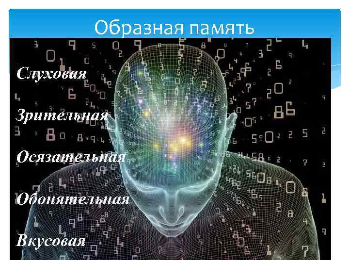 Образная память Слуховая Зрительная Осязательная Обонятельная Вкусовая 